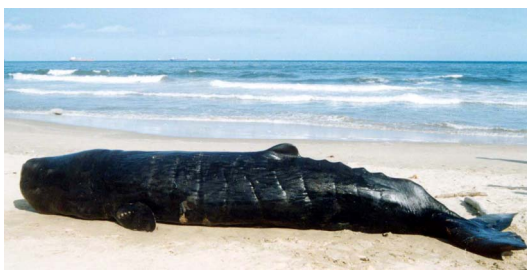 Sperm Whale, Physeter macrocephalus (stranded on Chennai coast, India). Courtesy Zoological Survey of India. 